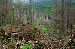 Szúinvázió és a faanyagok romlása Európában